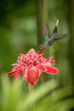 Green hermit (Phaethornis guy) hovering next to big red flower, bird in fligh Stock Photos