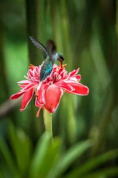 Green hermit (Phaethornis guy) hovering next to big red flower, bird in fligh Stock Photos