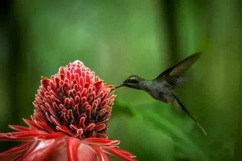 Green hermit (Phaethornis guy) hovering next to big red flower, bird in fligh Stock Photos