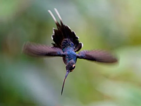Green Hermit - Phaethornis guy large hummingbird that is a resident breeder f Stock Photos