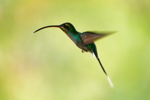 Green Hermit - Phaethornis guy large hummingbird that is a resident breeder f Stock Photos