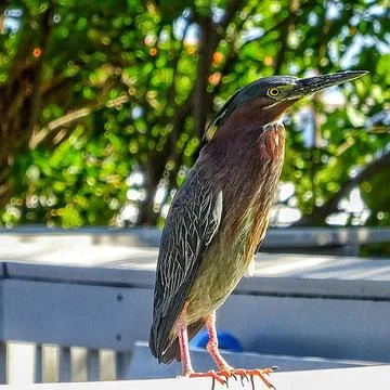 Green Heron bird Stock Photos