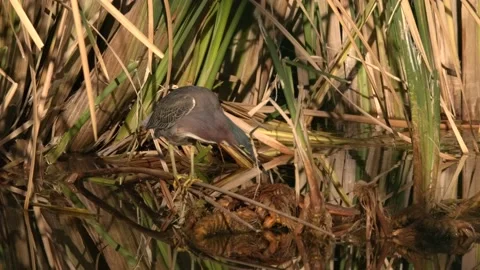 Green Heron Bird Predation Capture Shaking Prey in Slow Motion Video stock 152950237