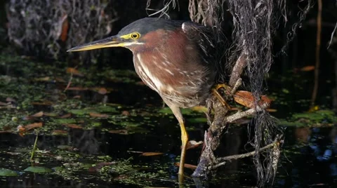 Green heron (Butorides virescens) Stock Footage 59163385