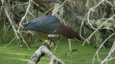 Green heron (Butorides virescens) Stock Footage 59463543