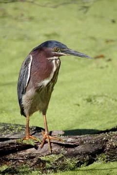 Green heron (butorides virescens) Stock Photos