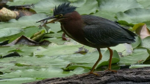 Green heron catches and eats fish 60fps HD Stock Footage 94742991