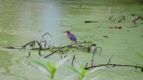 Green heron is catching fish from a pond suffering from algal bloom Stock Footage 136865991