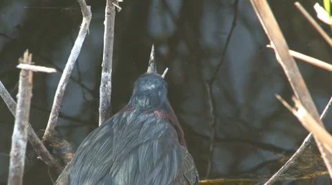 Green heron closeup Stock Footage 6532239