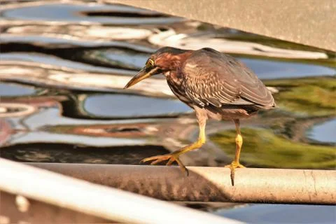 Green heron on the dock Stock-Fotos