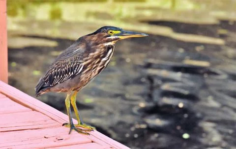 Green heron on the dock Stock-Fotos