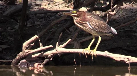 Green heron facing left closeup wildlife nature animal Stock Footage 53433315
