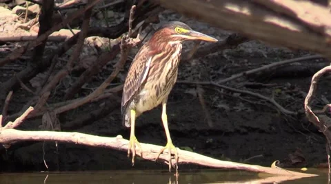 Green heron facing right closeup wildlife nature animal Stock Footage 53433316