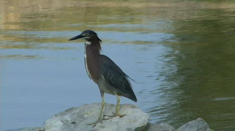 Green Heron Video stock 460645