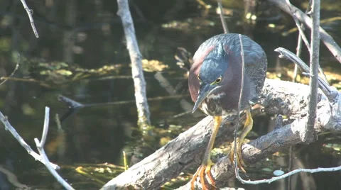 Green heron 스톡 동영상 6531044
