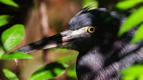 Green Heron Vidéo 46784245
