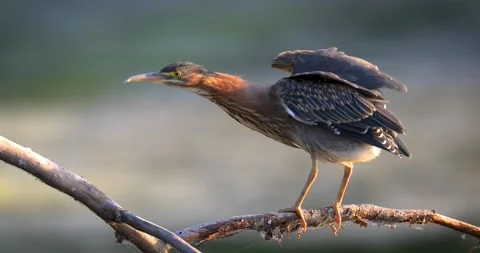 Green Heron. Stock Footage 143980548