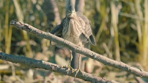 Green Heron Stock-Footage 252199911