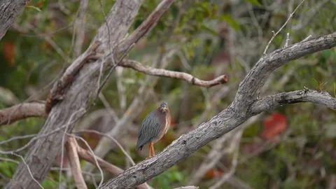 Green heron Stock Footage 268458428