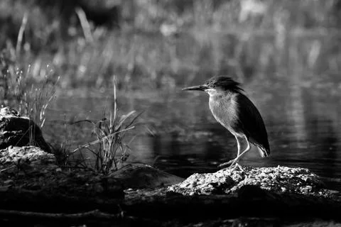 Green heron in high dynamic range hdr (butorides virescens virescens) Stock Photos