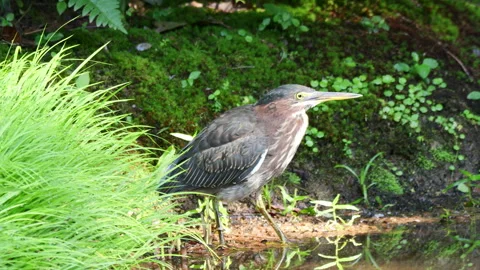 Green Heron Hunting Stock Footage 341770267