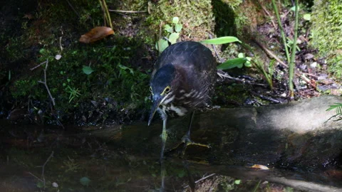 Green Heron Hunting Stock Footage 341770295