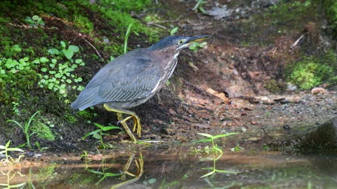 Green Heron Hunting Stock Footage 341770296