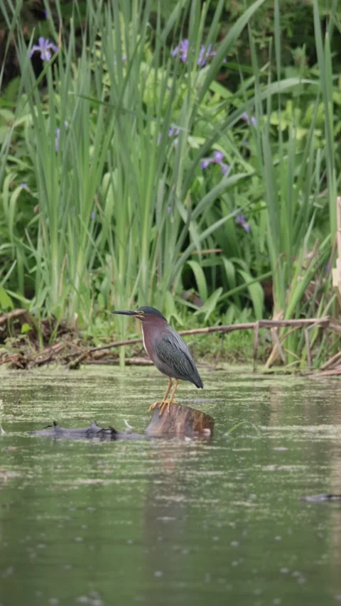 Green Heron Perched on Log in Rainy Marshland - Vertical 4K Stock Footage 341967739