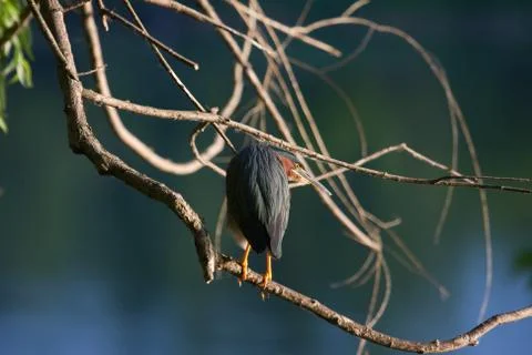 Green heron perched in a tree Stock Photos