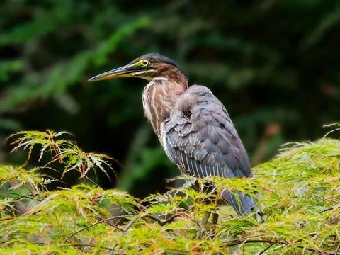 Green heron perched in a tree Stock Photos
