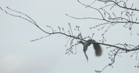 Green Heron Perched On Tree Takes Flight In Slow Motion, 4K Stock Footage 160696685