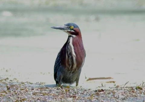 Green heron Stock Photos