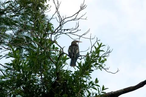Green heron Stock Photos