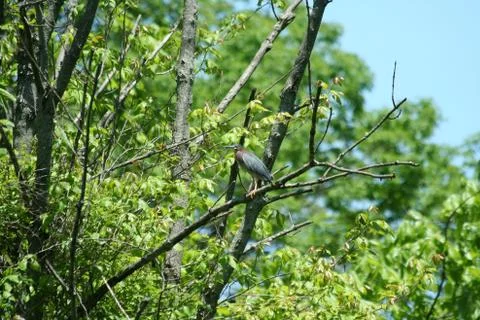Green heron Stock Photos