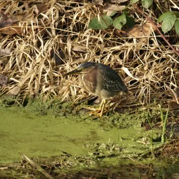 Green heron Stock-Fotos