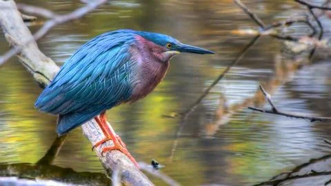 Green heron Stock Photos