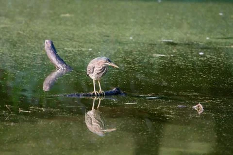 Green heron Stock Photos