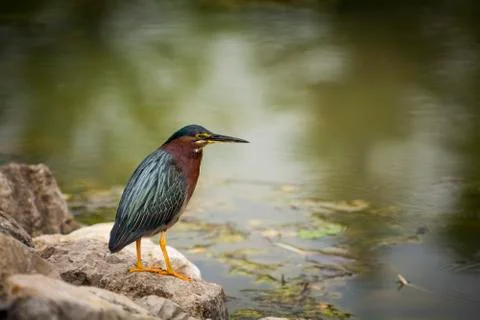 Green Heron Stock Photos
