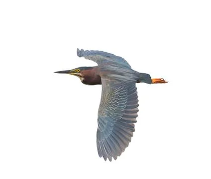 Green Heron Stock Photos