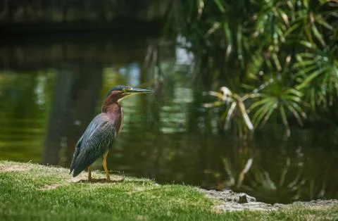 Green heron Stock Photos