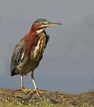 Green Heron Stock Photos