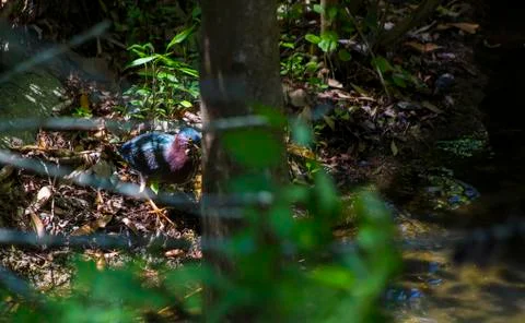Green Heron Stock-Fotos