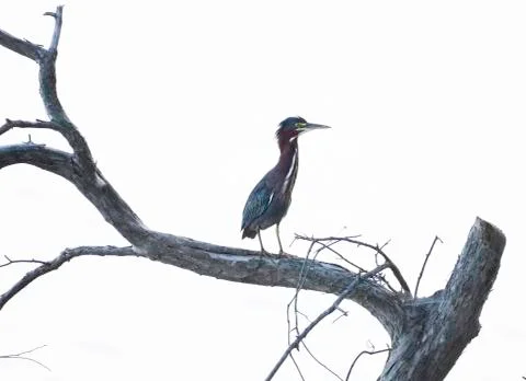 Green heron Stock Photos
