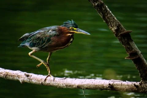 Green heron 库存照片