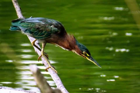 Green Heron 库存照片