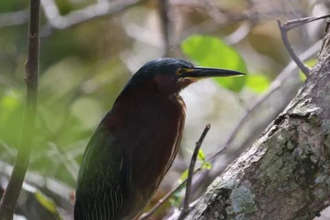 Green Heron Stock Photos