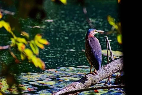 Green Heron Stock Photos