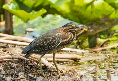 Green Heron Stock Photos