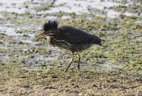 Green Heron Stock Photos