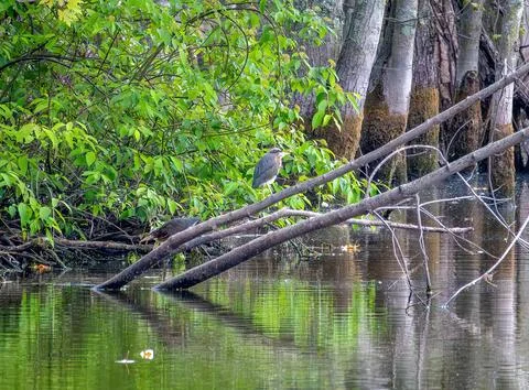Green Heron Stock Photos